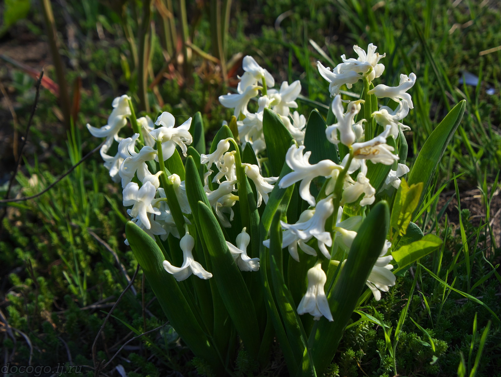 Red-handed spring turnout - My, Spring, Plague spring, Flowers, Kalach-on-Don, Longpost