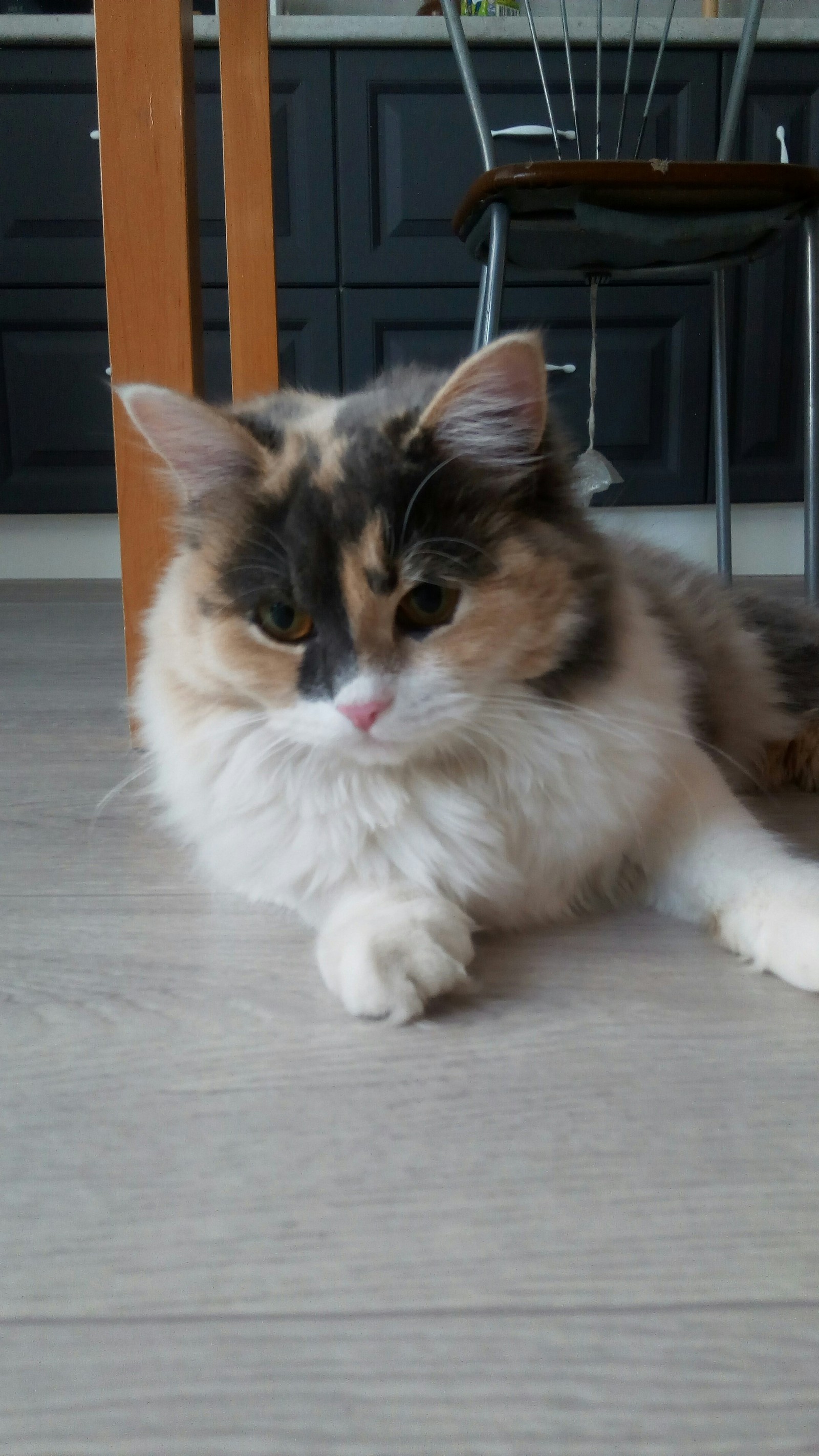 This is Alice, an incredibly fluffy and restless cat. Although she loves to sleep) - My, , Eyes, Longpost, cat