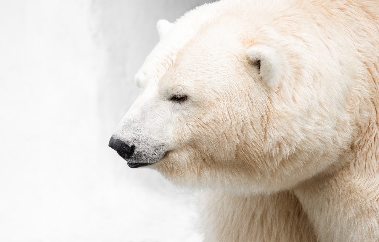 Pets of the Novosibirsk Zoo: polar bears - My, Polar bear, Novosibirsk Zoo, Animals, Predator, Mammals, Portrait, Longpost