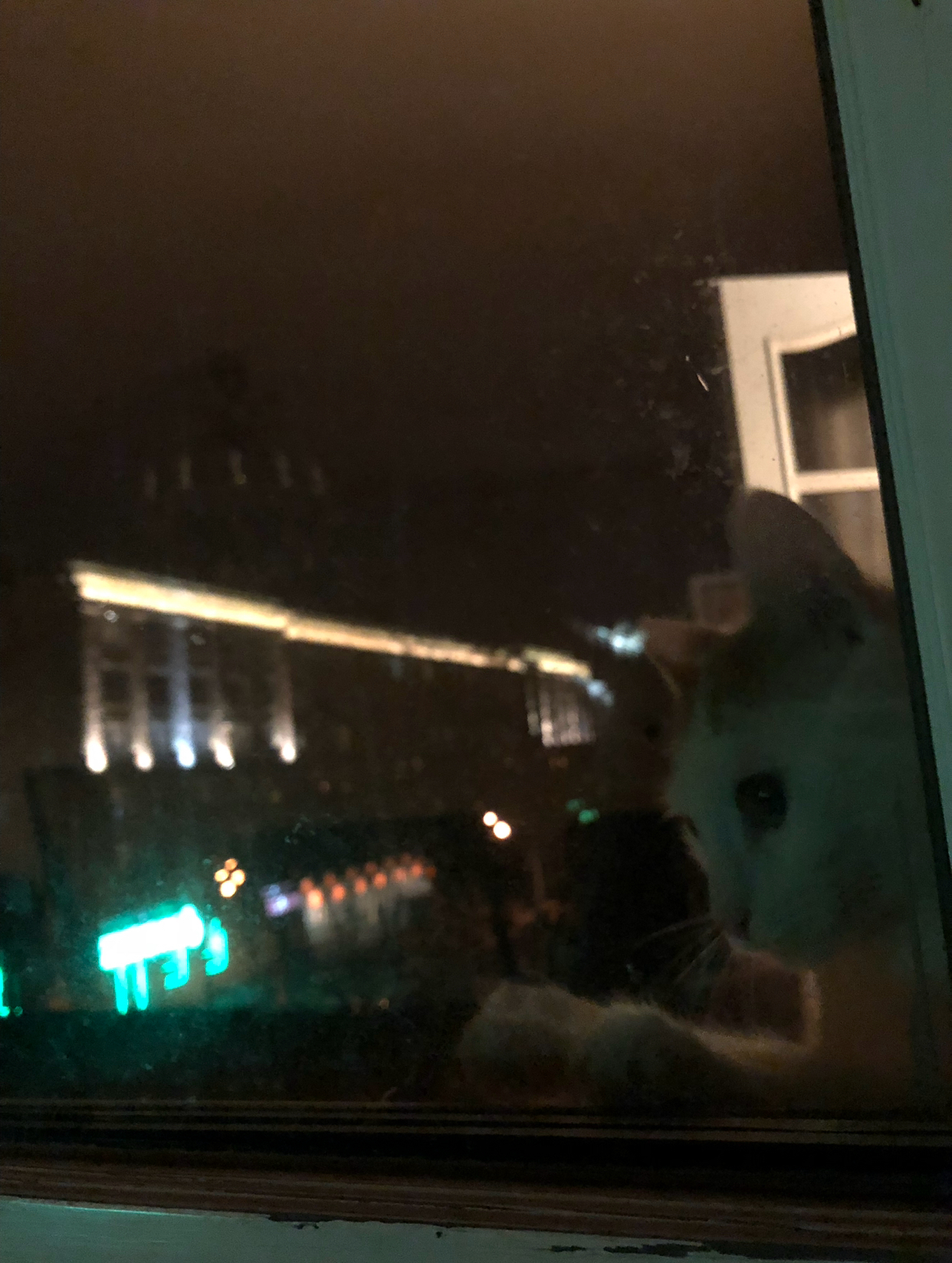 northern capital - My, Saint Petersburg, Night, cat, Longpost