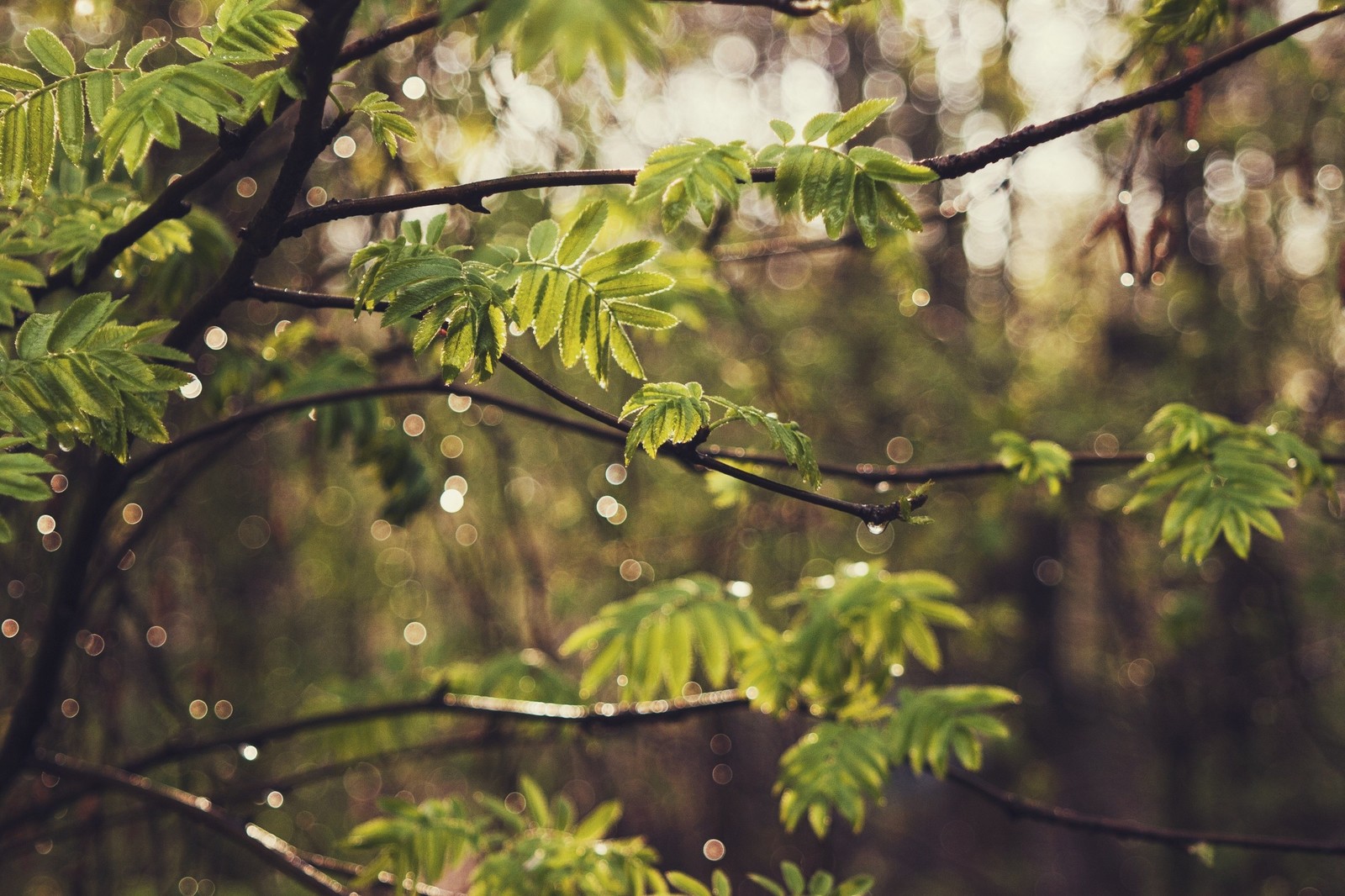 After the rain - My, After the rain, Moscow, The sun, Beginning photographer