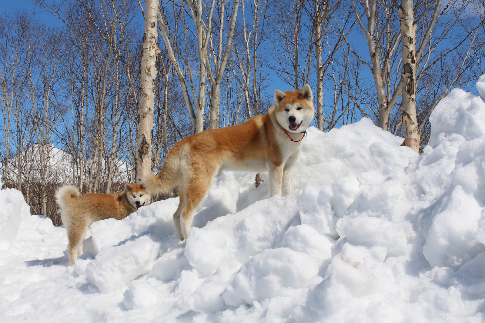 Walk in the May Kamchatka forest - My, Akita inu, Pitbull, Dog, Forest, Kamchatka, Longpost