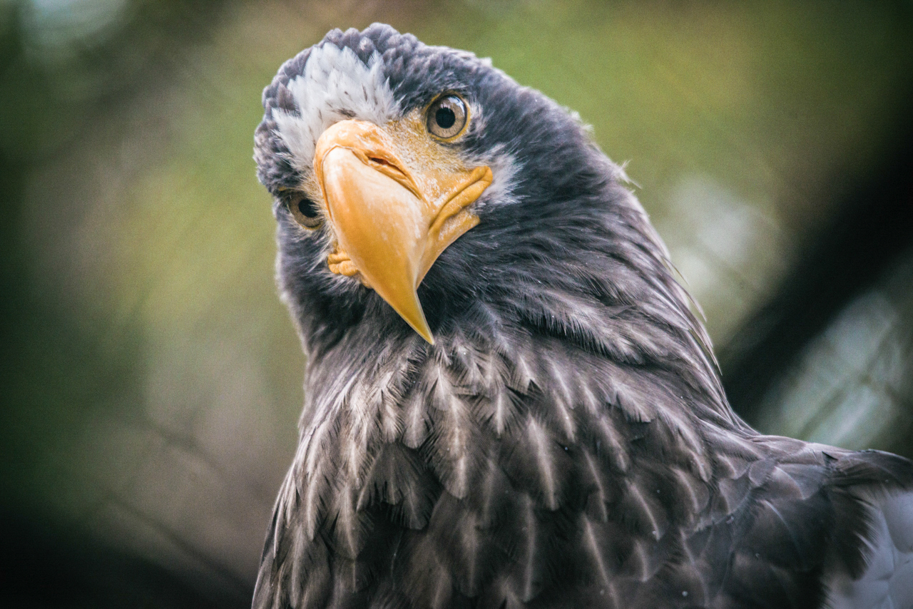 Feathered Pets of the Novosibirsk Zoo - My, Novosibirsk Zoo, Birds, Predator birds, Portrait, Animals, Longpost, Bald eagle