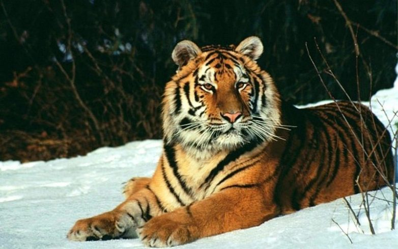 Tigers not only have striped fur, but also striped skin. - Cat family, Tiger