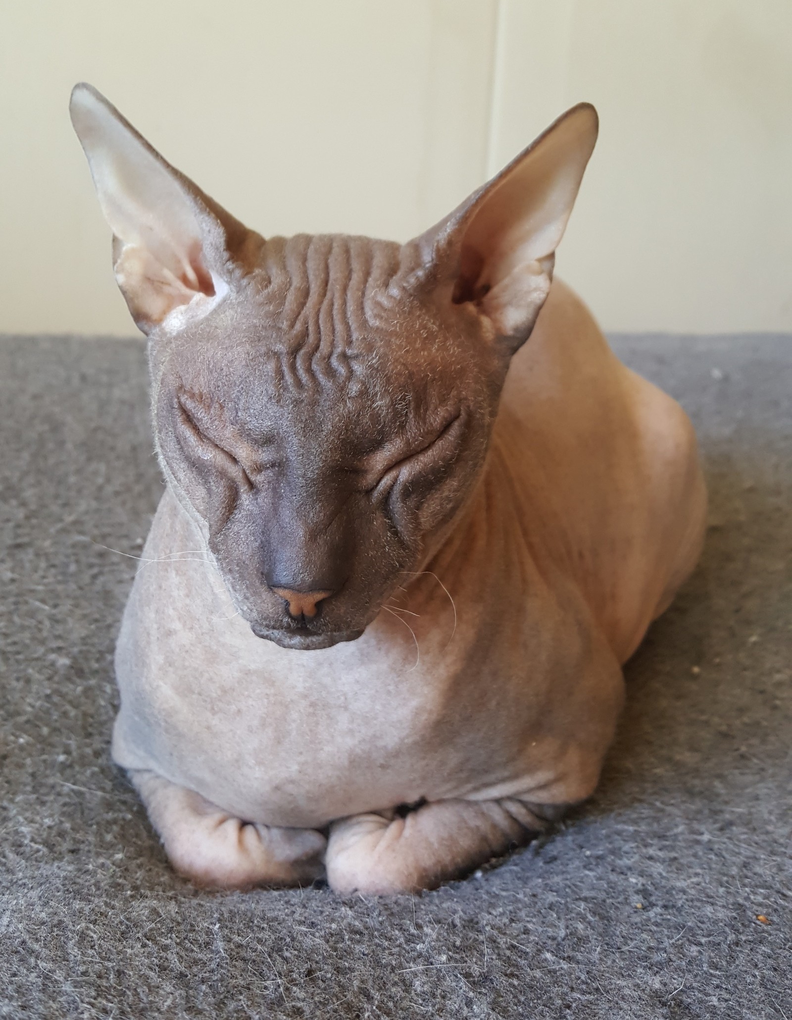 Marseille - My, cat, Don Sphynx, Lack of sleep, Longpost