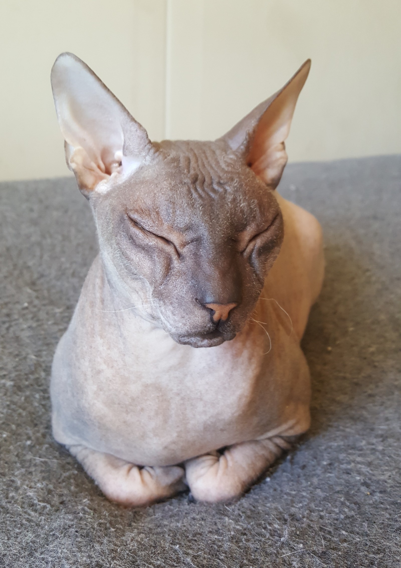 Marseille - My, cat, Don Sphynx, Lack of sleep, Longpost