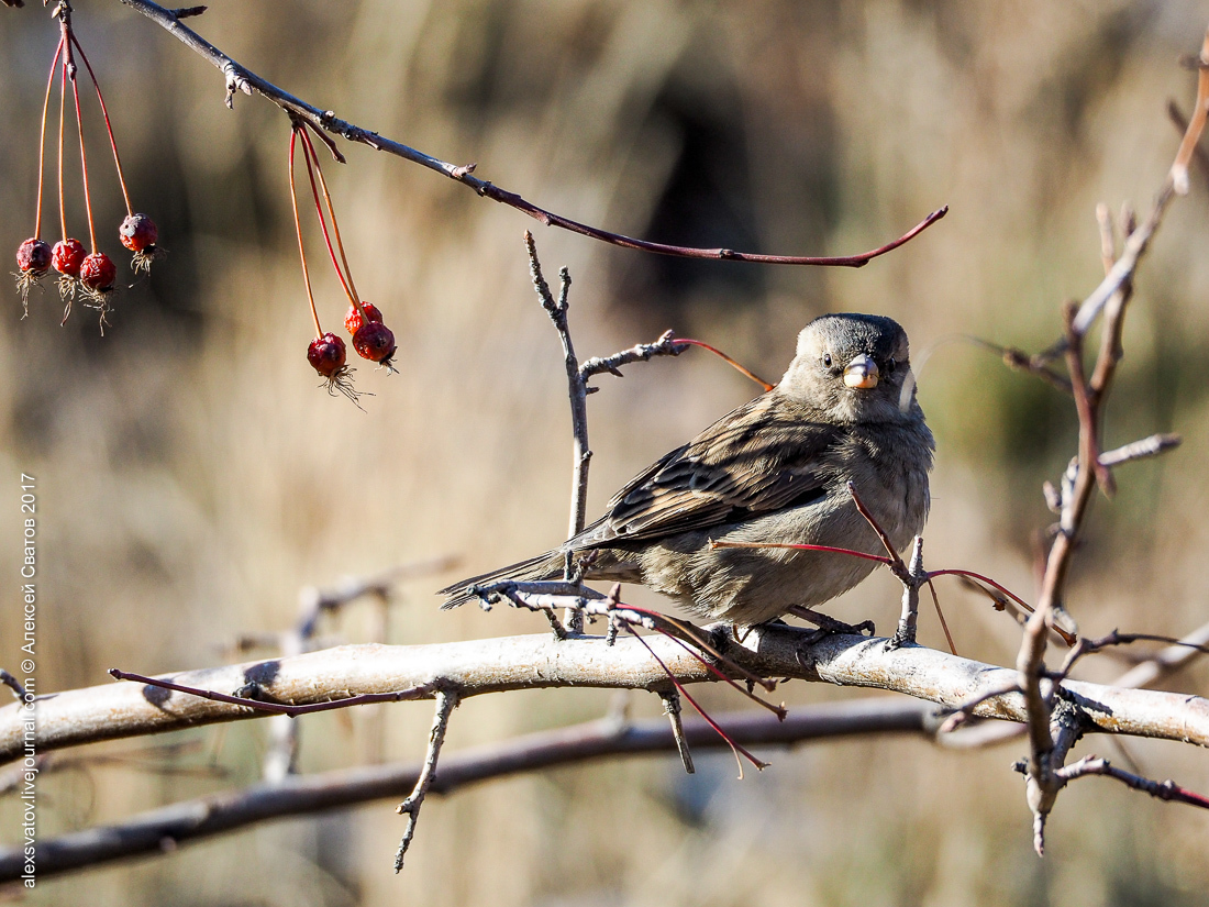 His Sparrow. Data - My, Birds, Sparrow, Longpost