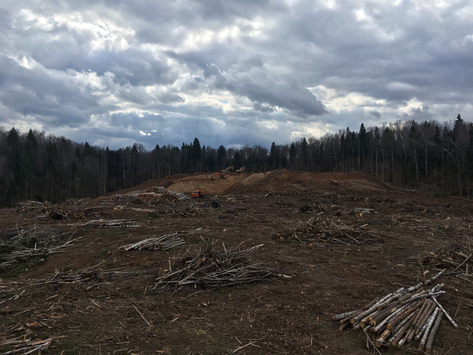 Let's protect the forests of the Moscow region! - Forest, Ecological catastrophy, , Greenpeace, Longpost