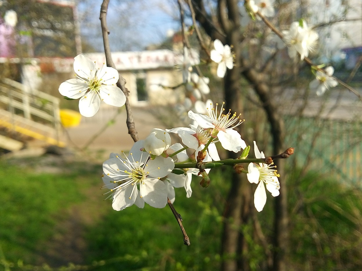 Весенние фото | Пикабу