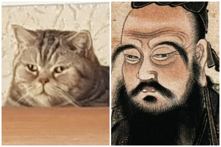 Reincarnation of Confucius - cat, My, Animals