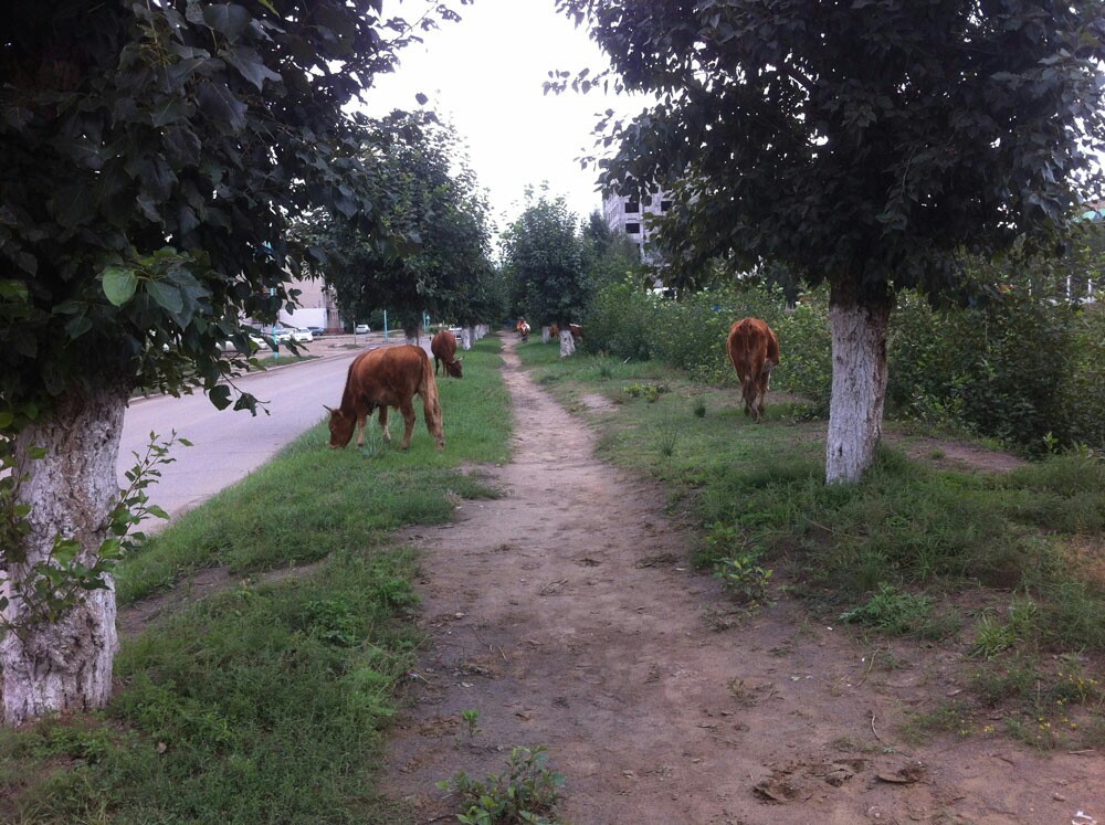 Life in Mongolia - Mongolia, It's good where we're not there, Longpost