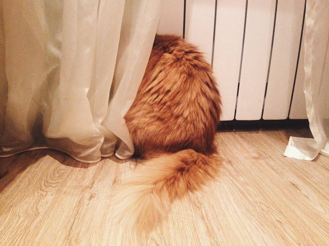 Hid - cat, Pets, Hid, Hide and seek