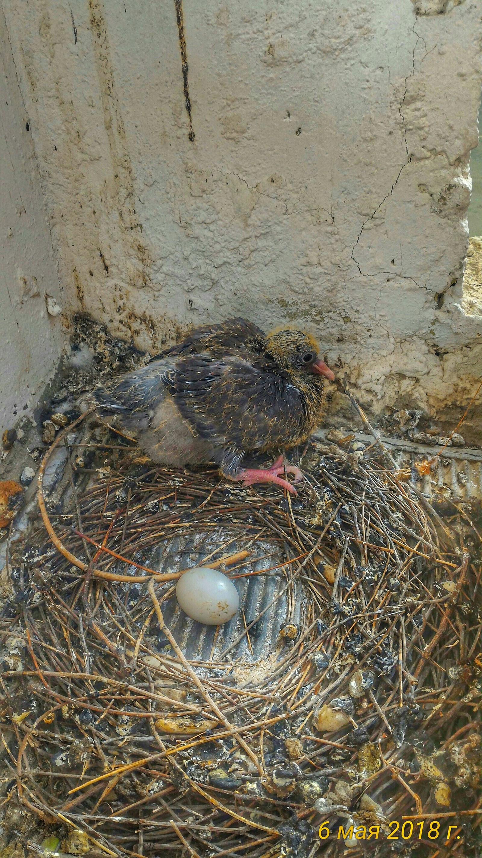 sudden dove - Pigeon, Balcony, Surprise, Chick, Suddenly, Longpost