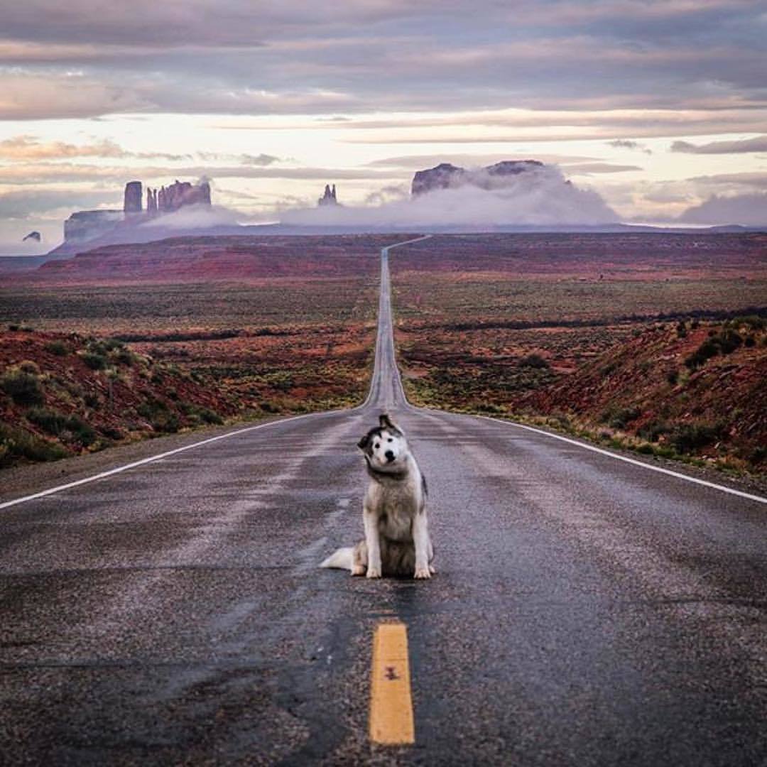 Let's go for a walk?! - Dog, beauty, Landscape, Road