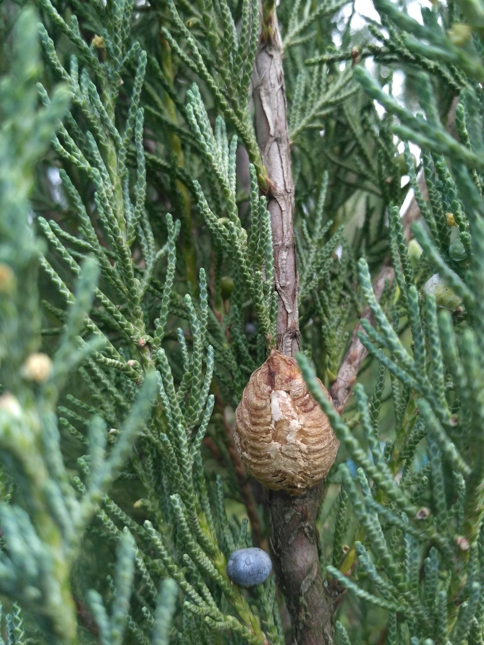 Mystery solved - My, Mystery, Mantis, Cocoon