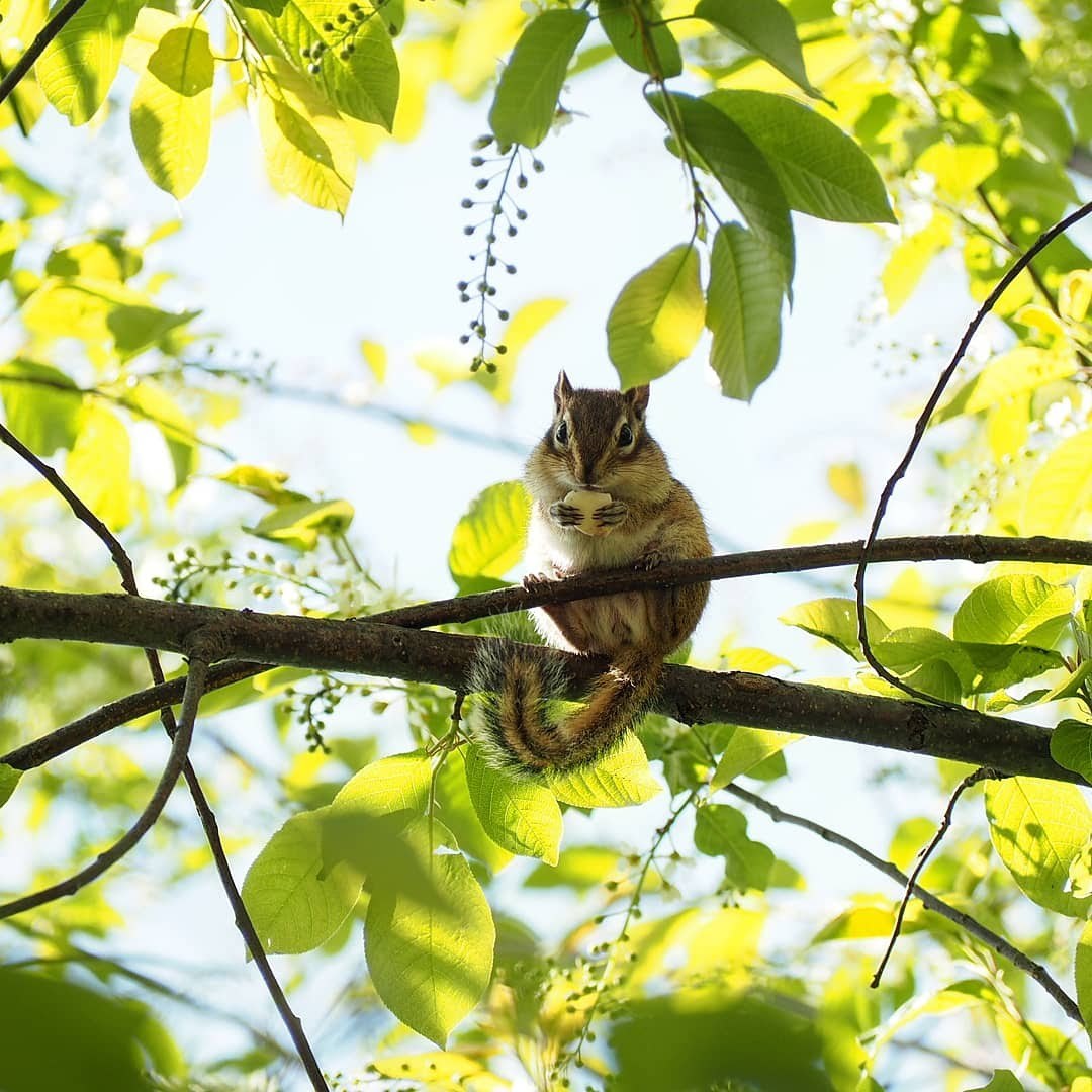 Chipmunk on bird cherry - My, Chipmunk, Dacha, , Olympus OM-D e-m10, crop, Longpost