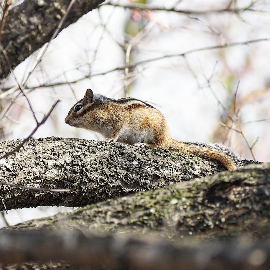 Chipmunk on bird cherry - My, Chipmunk, Dacha, , Olympus OM-D e-m10, crop, Longpost