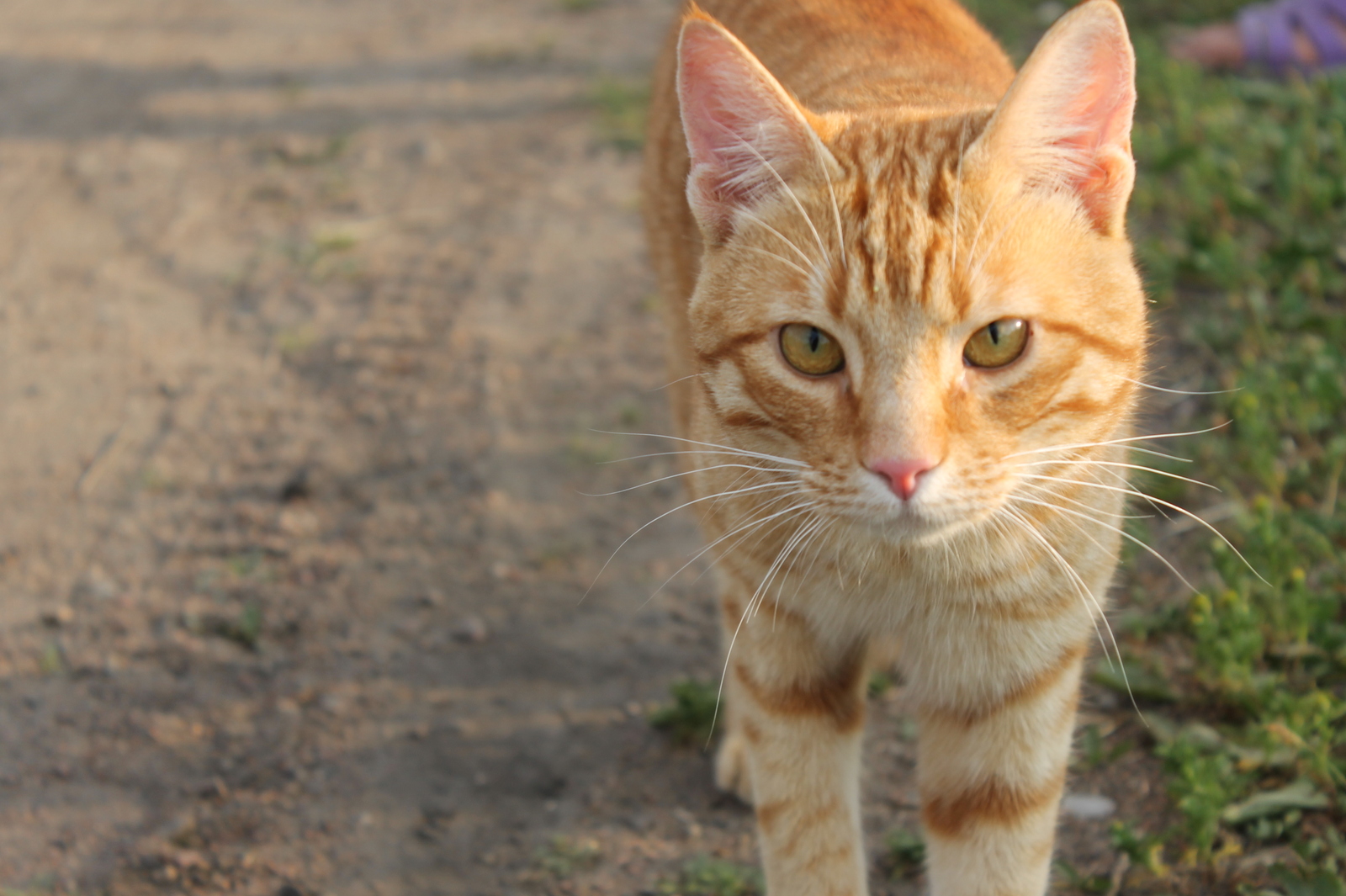 Red cat - My, cat, Animals, Catomafia