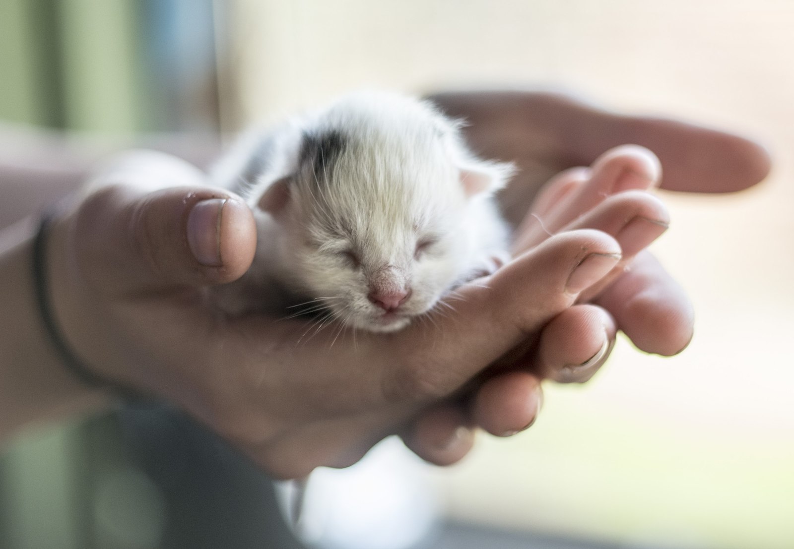 New life! - My, cat, Milota, Kittens, The photo, Arms, Young