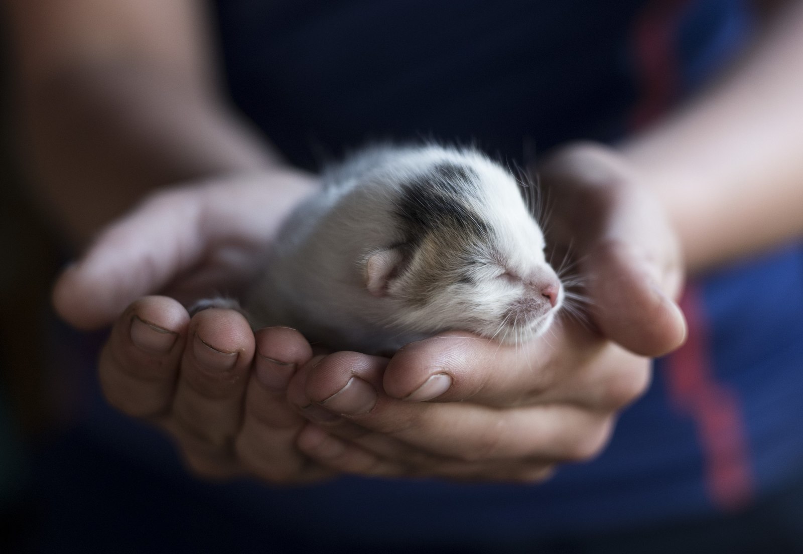 New life! - My, cat, Milota, Kittens, The photo, Arms, Young