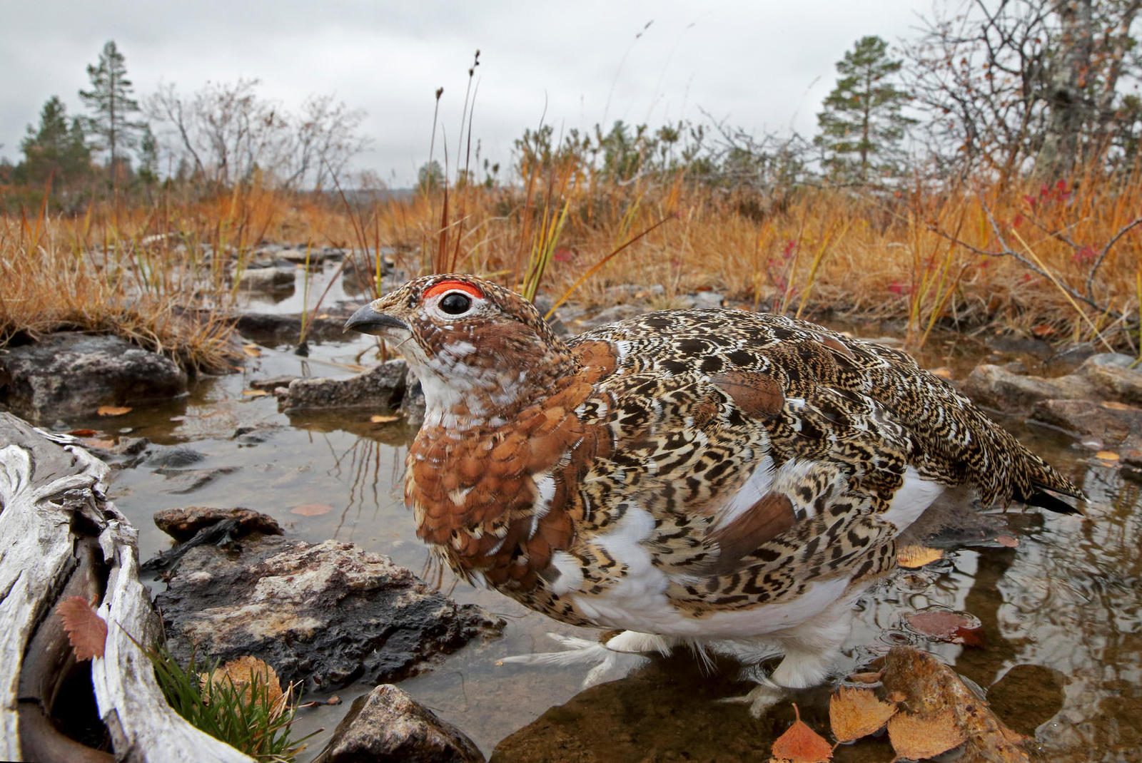 Bird Photography Contest Winners - Birds, The photo, beauty, Longpost, Interesting