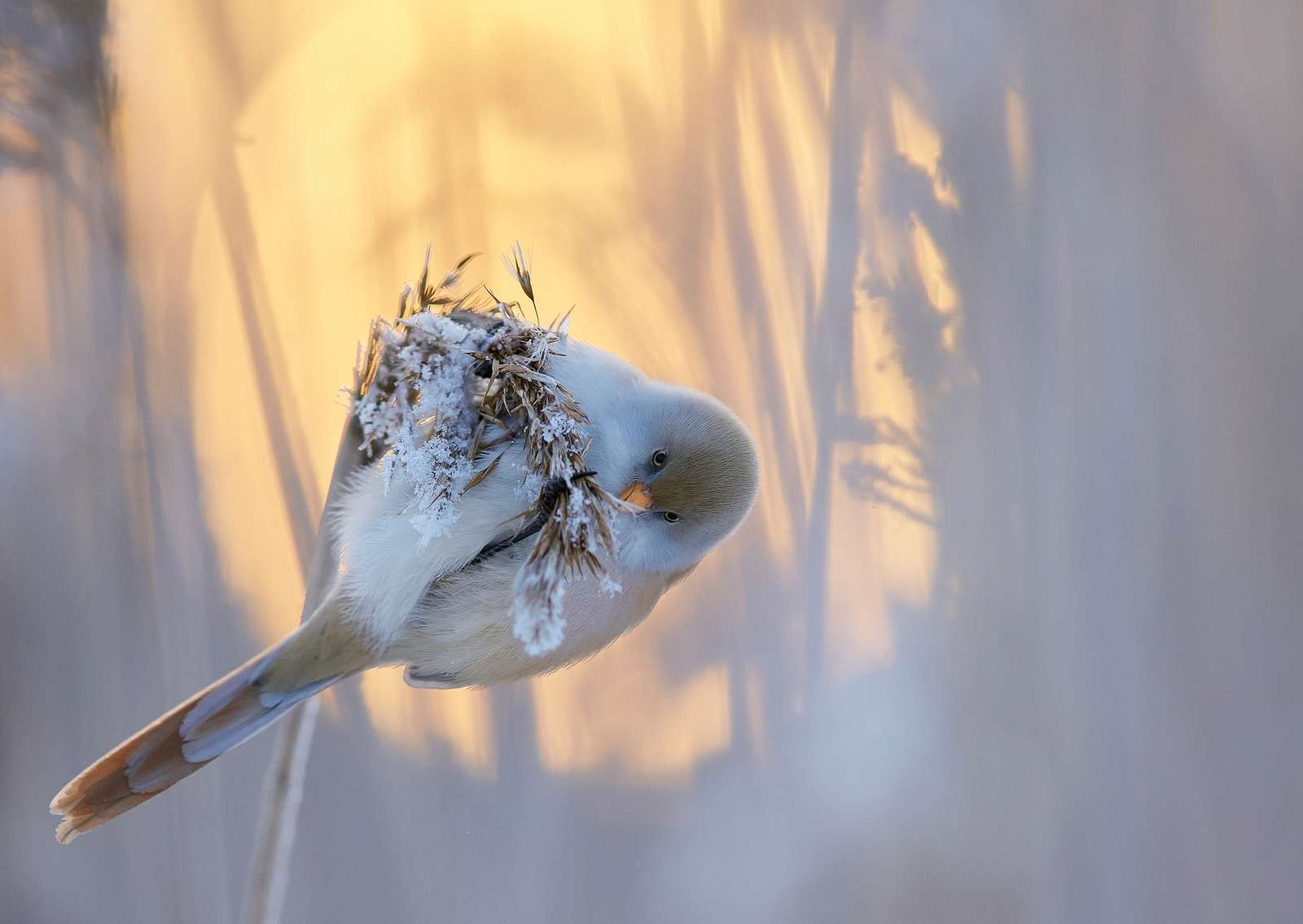 Bird Photography Contest Winners - Birds, The photo, beauty, Longpost, Interesting