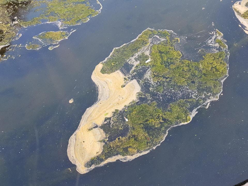 The moss in my pond looks like an aerial shot of the island - Reddit, Illusion, Pond, Moss, Water, Optical illusion, Optical illusions