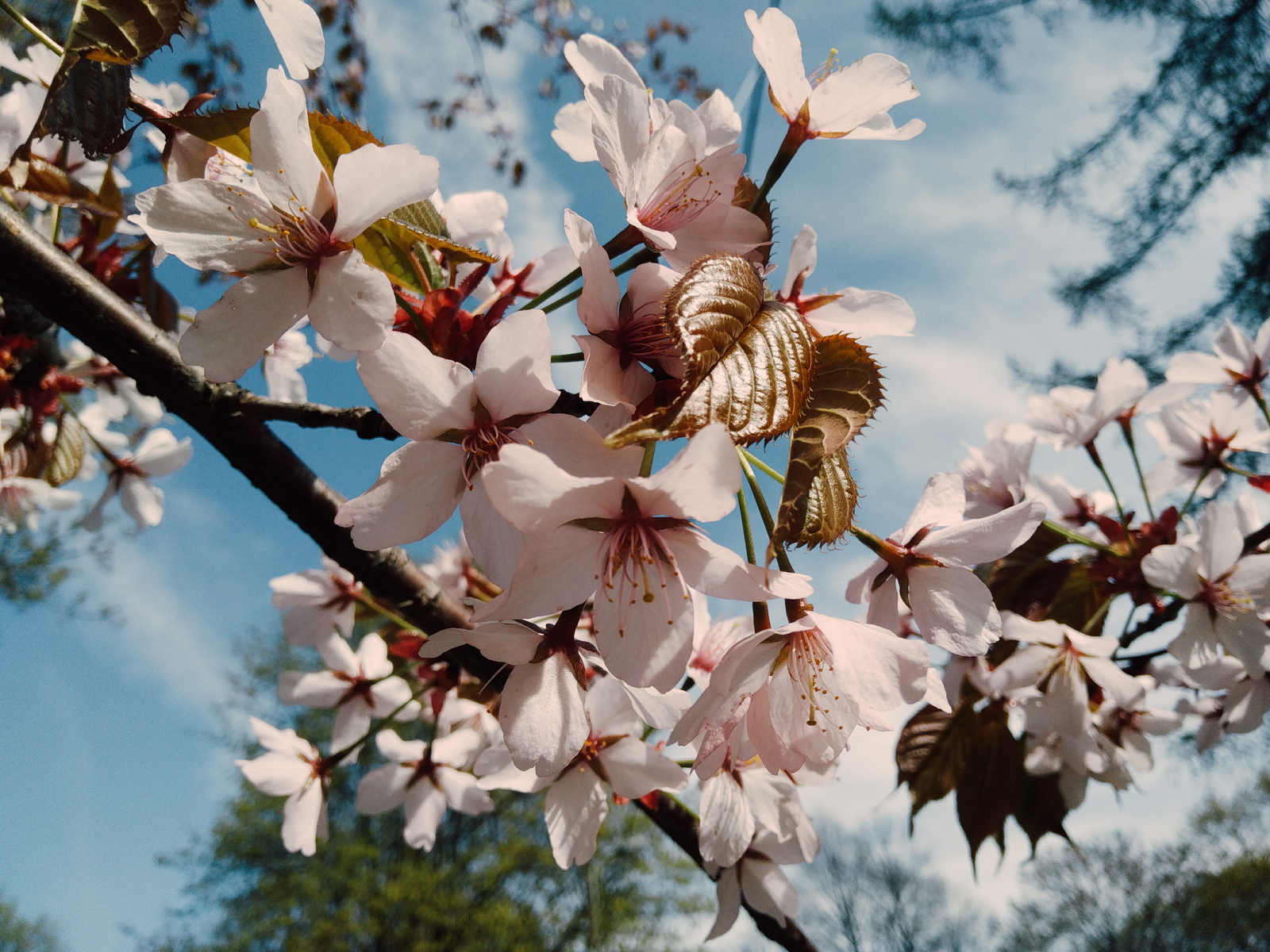 Cherry blossoms in Petersburg - My, Sakura, Saint Petersburg, Spring, Nature, Bloom, Mobile photography, Longpost