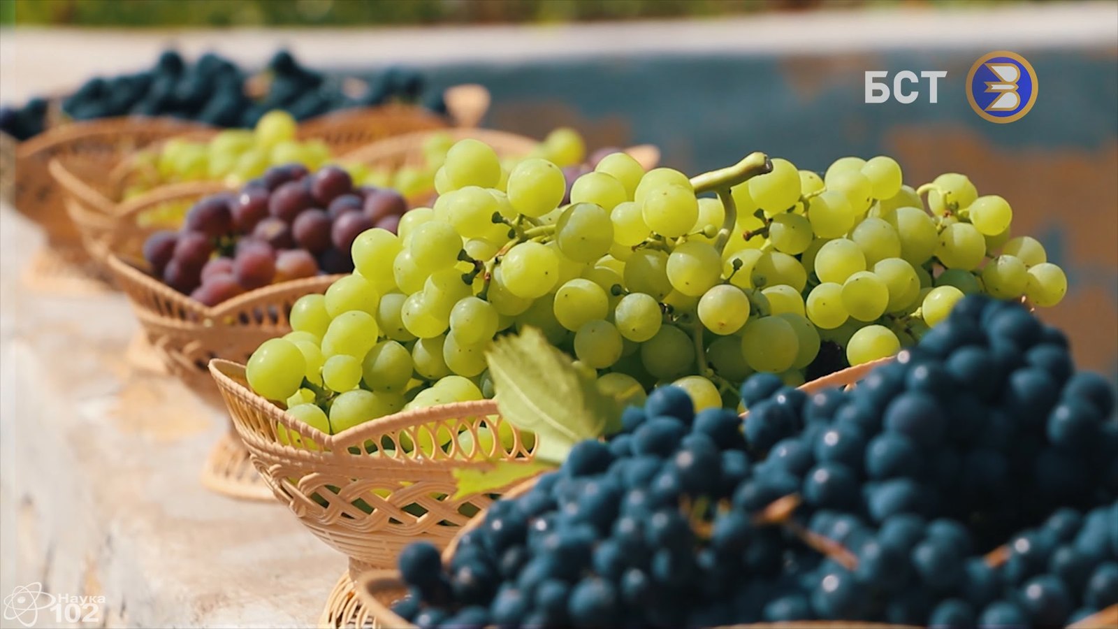 В Башкирии появится сорт винограда, приспособленный к местному климату