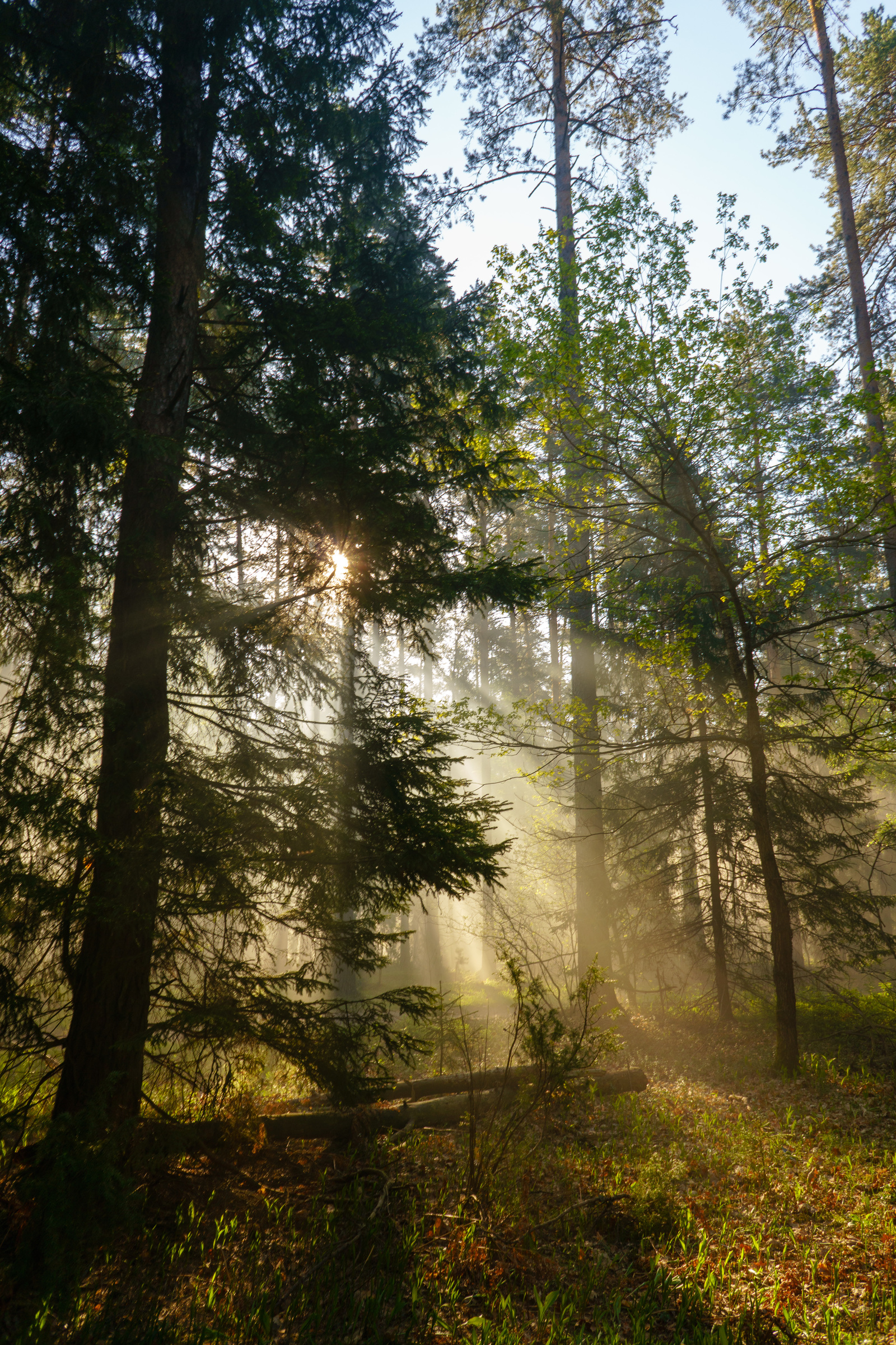 Morning, sun, forest and smoke - My, The photo, Nature, Forest, The sun, Morning, Landscape, Longpost