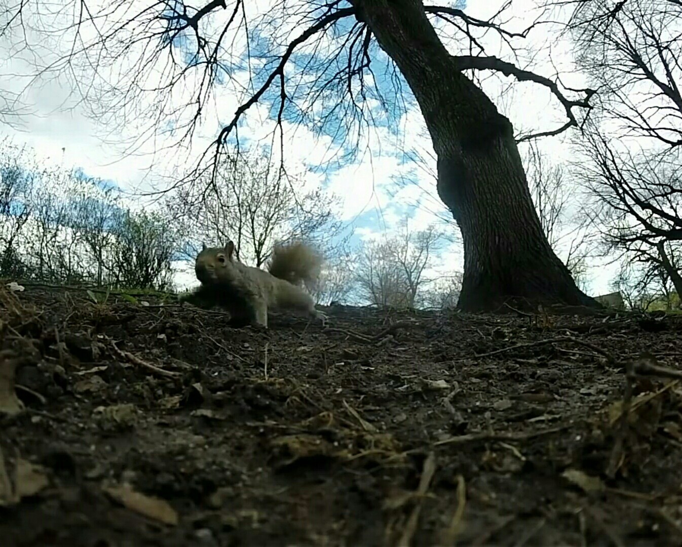 Squirrel stole GoPro and fled - Squirrel, GoPRO, Stolen, Погоня, The crime, Theft