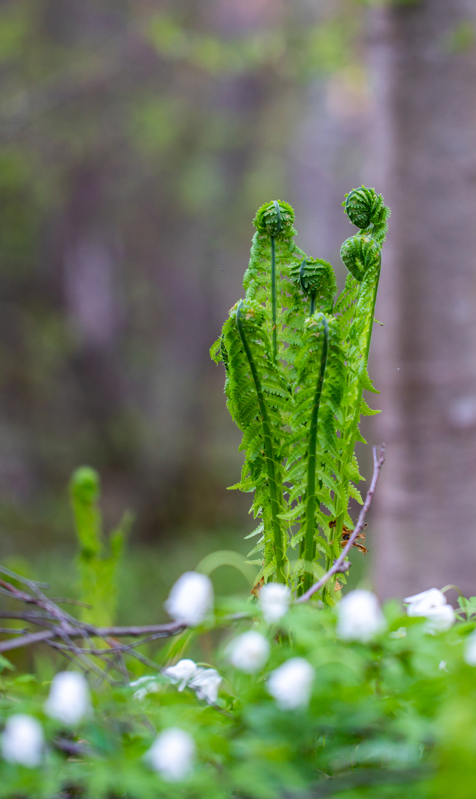 young ferns - My, Fern, Forest, Flowers, Canon 100 mm, Spring