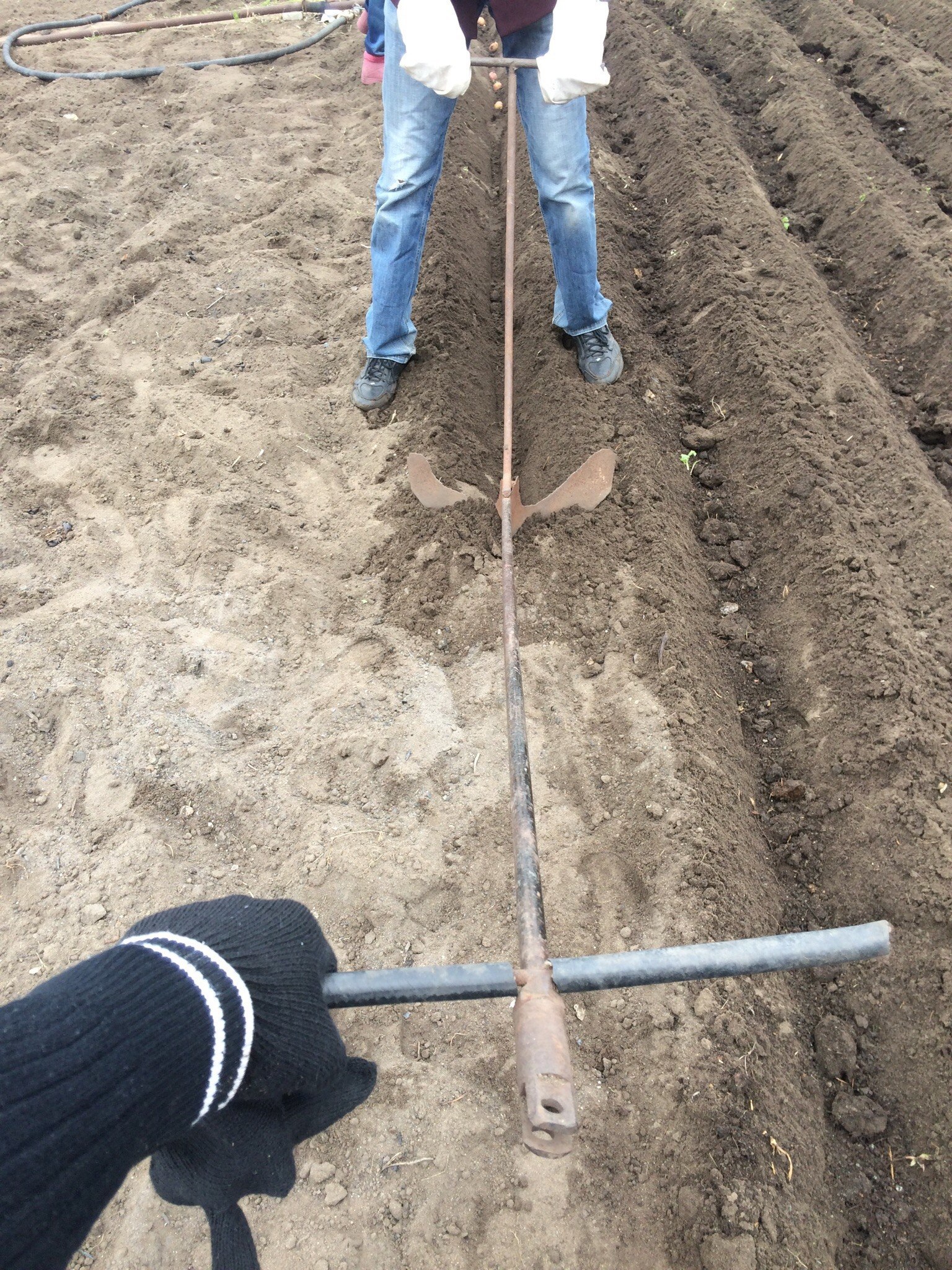 Increasing efficiency on potatoes - My, Potato, Landing, Dacha, Longpost