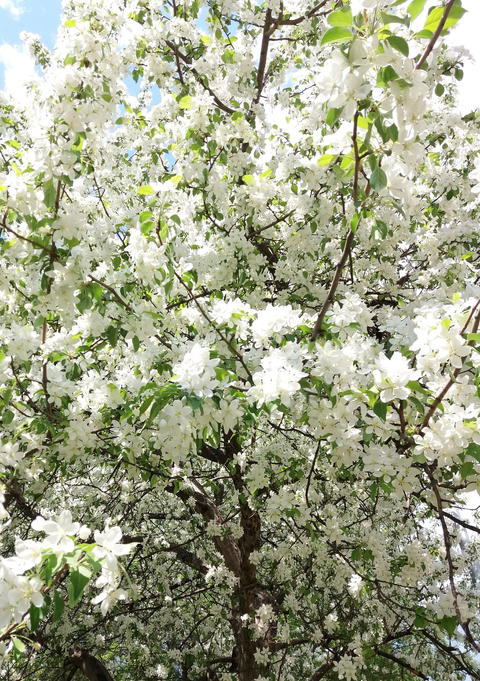 Apple blossom. - My, Spring, Apple tree, Longpost