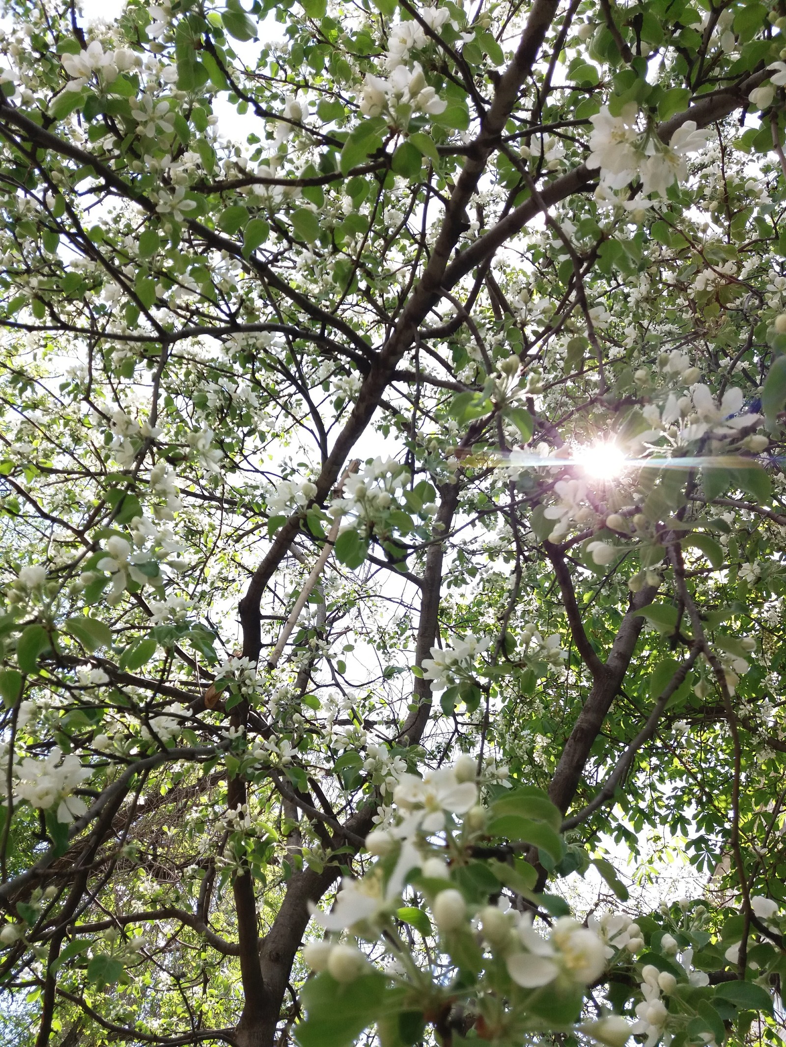 Apple blossom. - My, Spring, Apple tree, Longpost