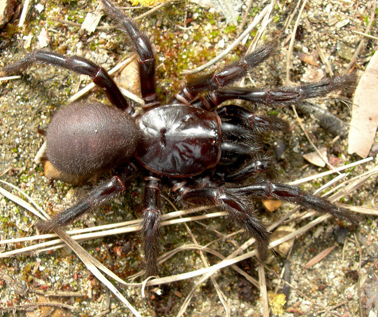 Unpleasant animals living in Australia or 8 reasons why don't we go to Siberia? - Animals, Insects, Longpost, Spider