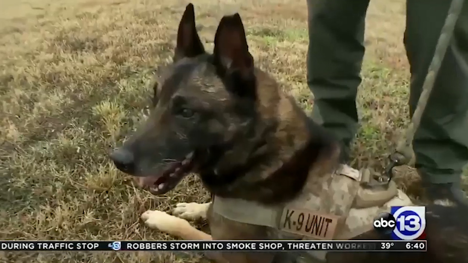 DOG WORK. Police Unit K-9 - k-9, USA, Police, , Dog, Погоня, , Longpost