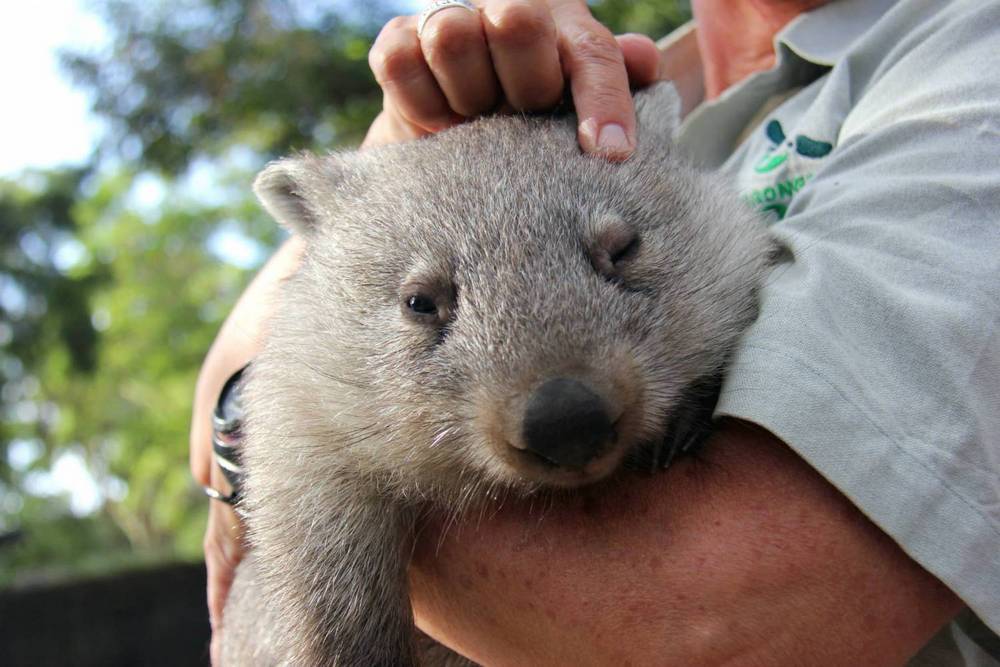 7 Australian animals that wish they could kill but can't - My, Australia, Animals, Longpost