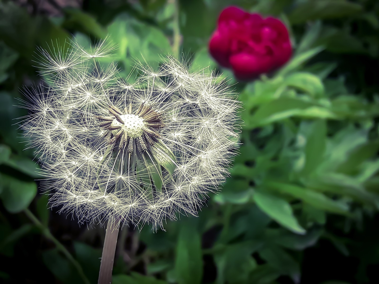 Happiness is in the little things - My, Spring, Beginning photographer