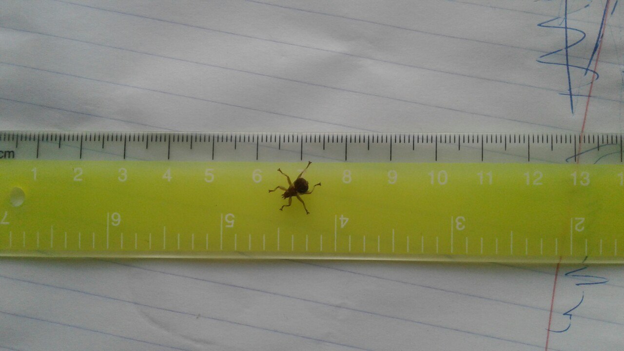 Help identify an individual - My, Insects, Question, The unknown