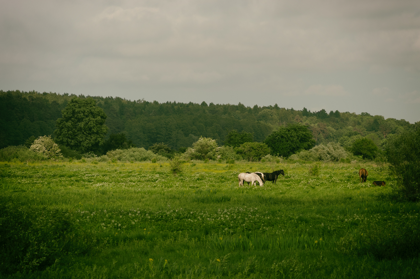 Traveled to the area... - My, Horses, Horse, Horses, Pentax k-3, Longpost, Kaliningrad region, 