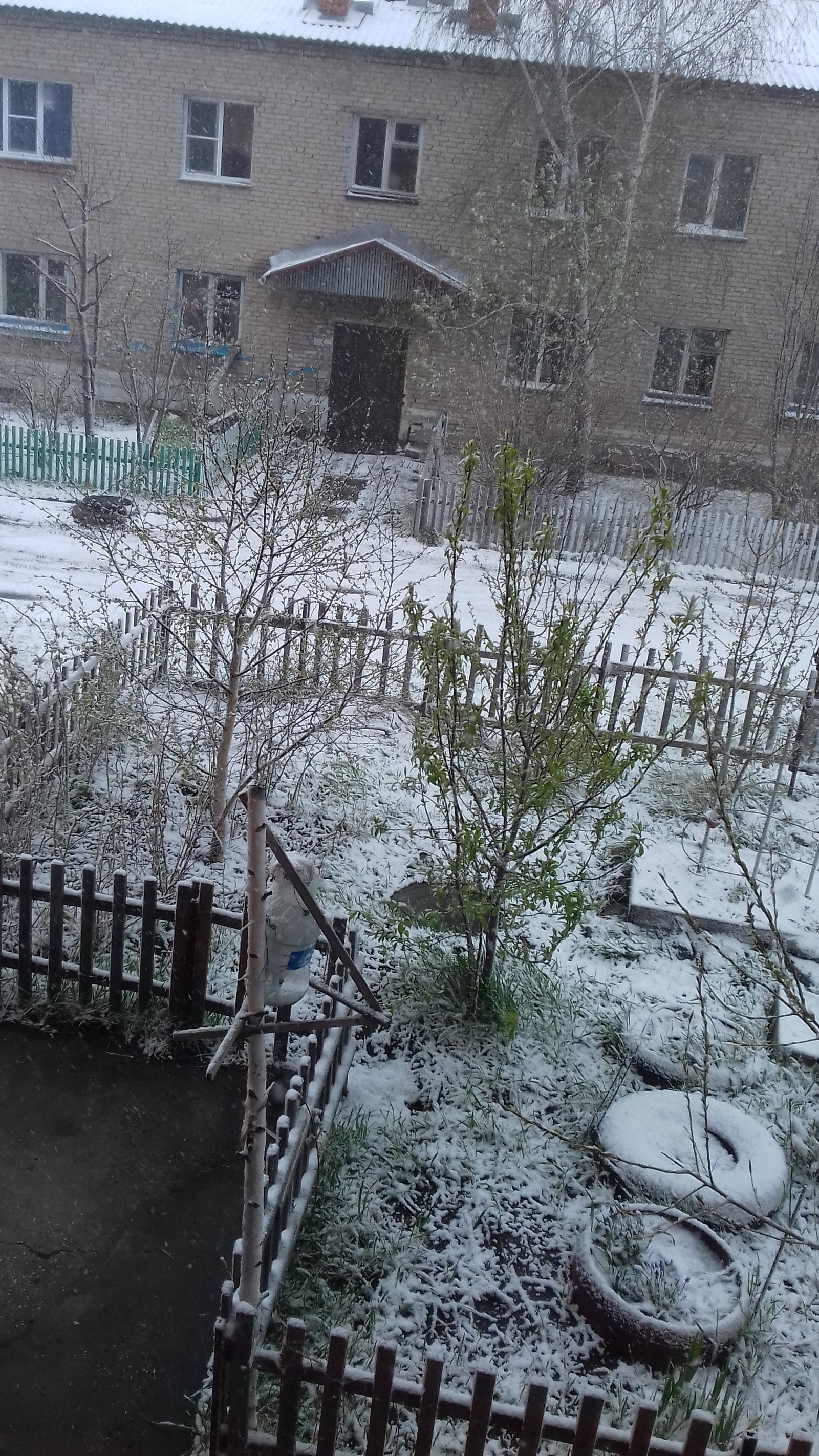 Light spring breeze with May snow. Greetings from Siberia - My, Siberia, Spring, Longpost
