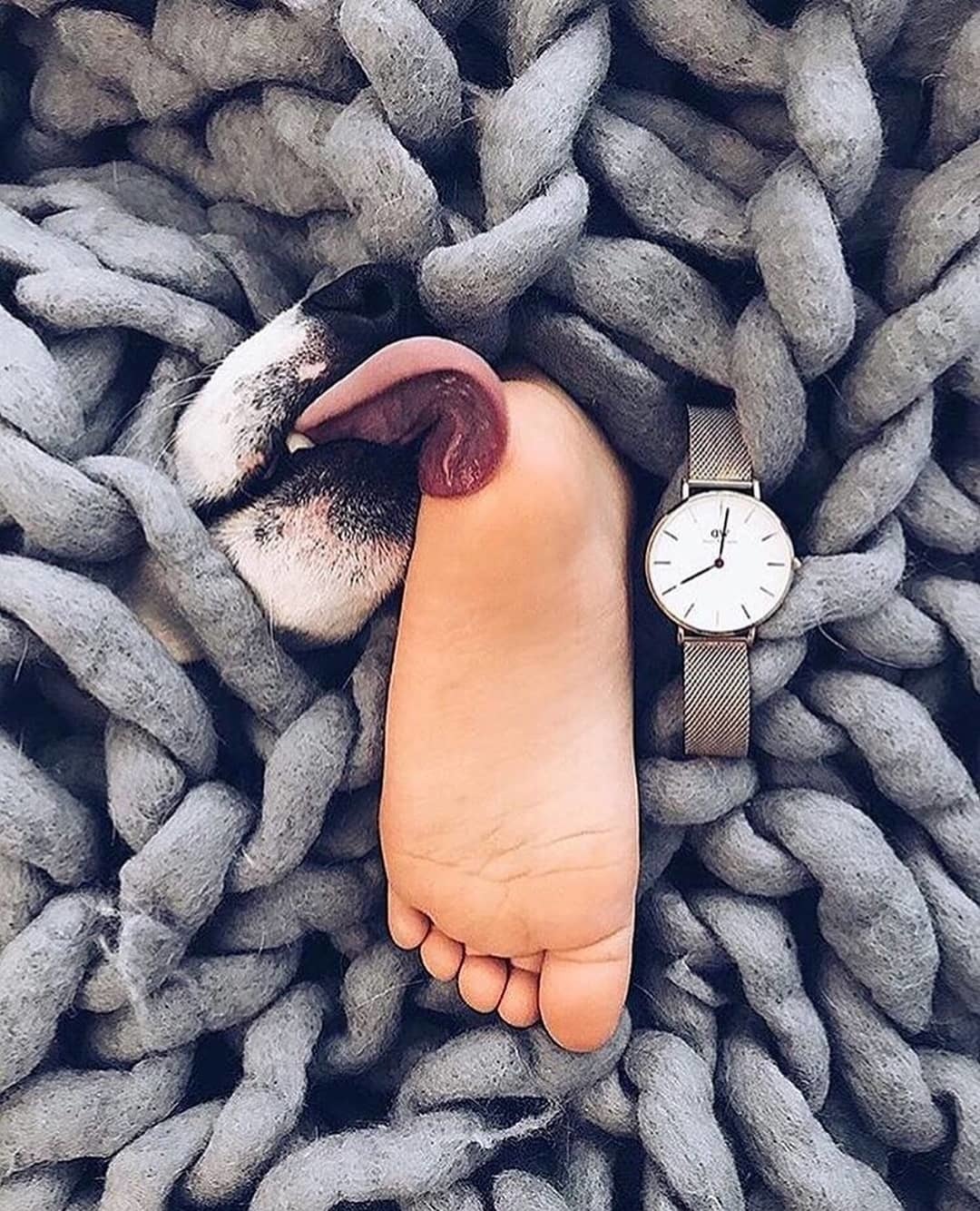 Dog. Leg. Watch. Nothing extra. - Dog, Legs, Clock