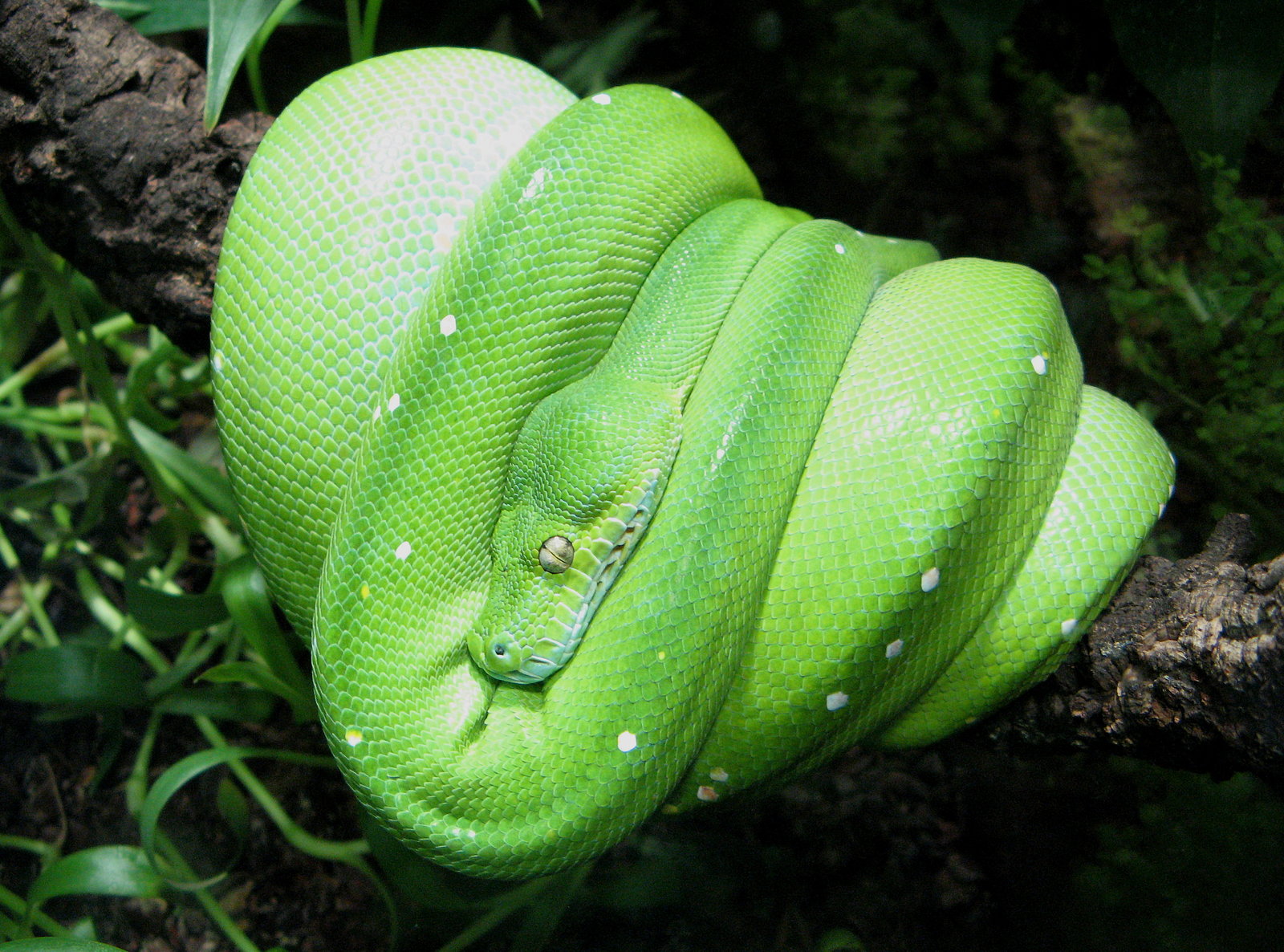 Such a different green tree python - My, Snake, Python, green python, Longpost