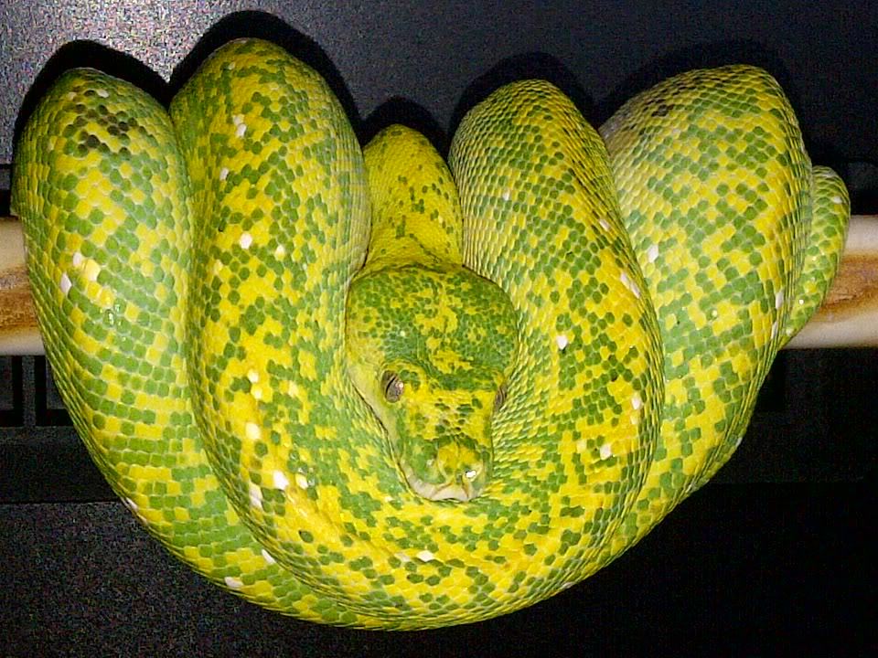 Such a different green tree python - My, Snake, Python, green python, Longpost