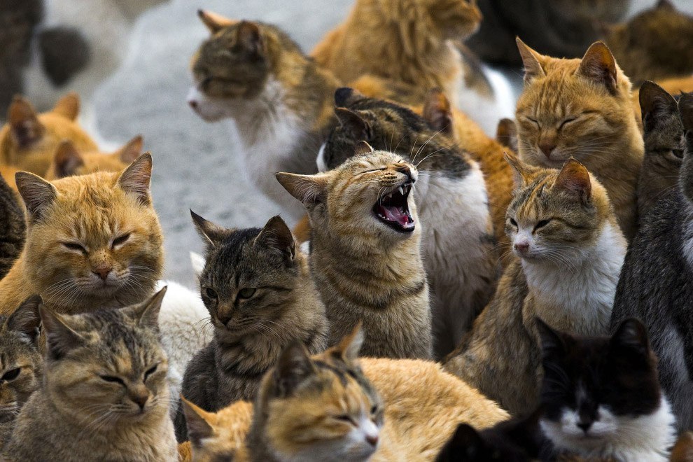 Japanese cat island Aoshima. - Japan, Island, Longpost, cat