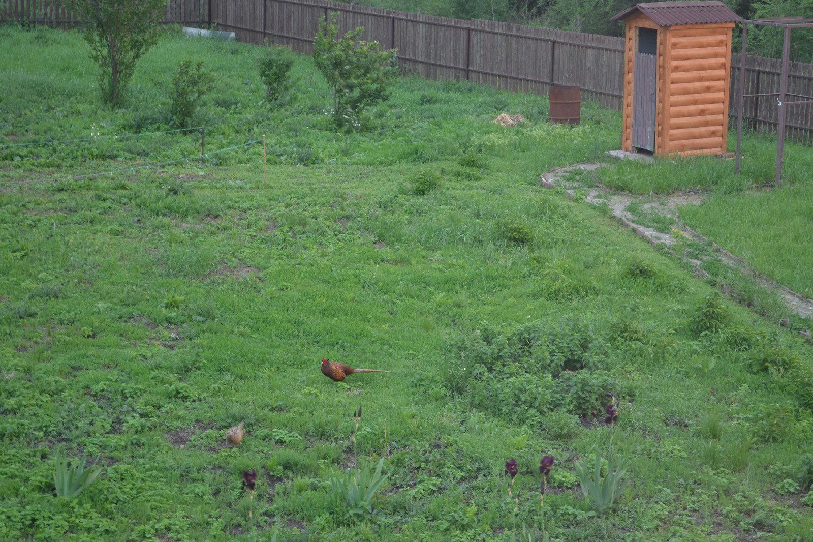 Farm. Neighborhood. Another alarm clock. - My, Nature, Pheasant