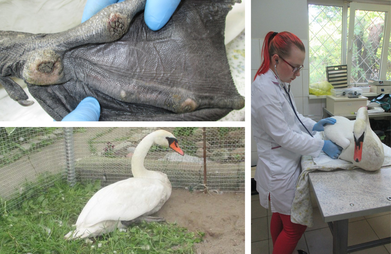 Remember that swan from a recent post? His story. - My, No rating, Kaliningrad, Volunteering, Shelter, Help, Longpost