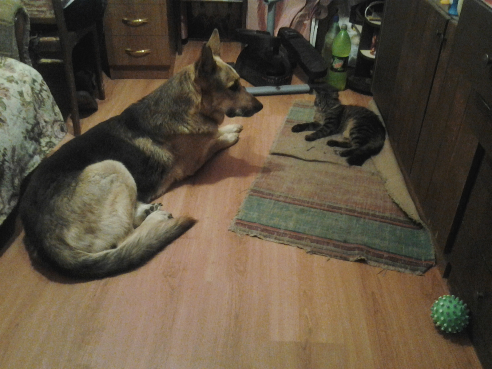 Chased the poor dog out of his seat - My, Cats and dogs together, very tough cat, king cat, cat