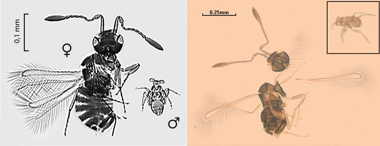 The smallest insect - The science, Biology, Insects, Interesting, Copy-paste, Elementy ru, Longpost